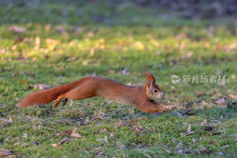 奔跑的欧亚红松鼠(学名Sciurus vulgaris)